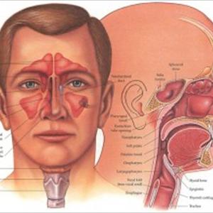 Treating Sinus - Herbal Remedies And Home-Made Remedies For Sinus Infection