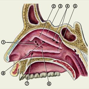 Natural Sinusitis Defense 